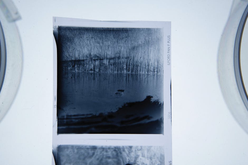 A black-and-white photograph of a landscape scene, held within a white border, positioned on a flat, white surface. The scene depicts a calm body of water with reflections of leafless trees along the shoreline in the background. The trees have slender, bare branches reaching upward, and the sky appears cloudy or overcast, creating a moody atmosphere. The water’s surface is smooth, with some ripples visible, and a small dark object, possibly a bird, is floating near the center of the water. The photograph is partially illuminated, with soft lighting highlighting the textures of the trees and water, and is positioned in what appears to be a gallery or service setting for private or independent disposal of photographs or printed images, aligning with environmentally conscious waste handling practices facilitated by Waste Removal Ilford.